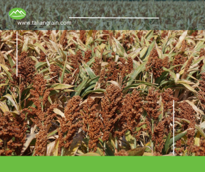 The Marvelous Sorghum